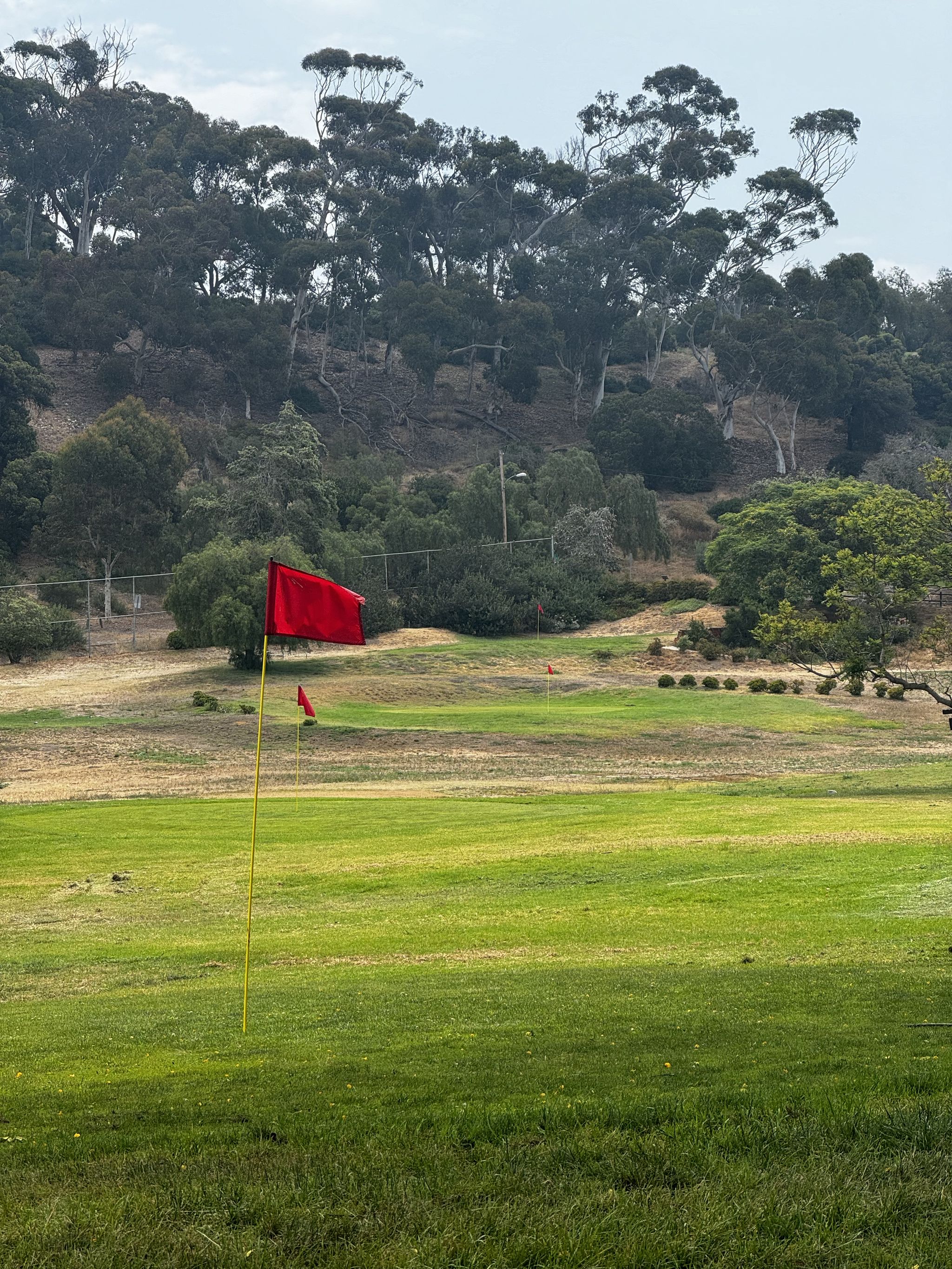 A red flag on a green with golden hillside and eucalyptus behind