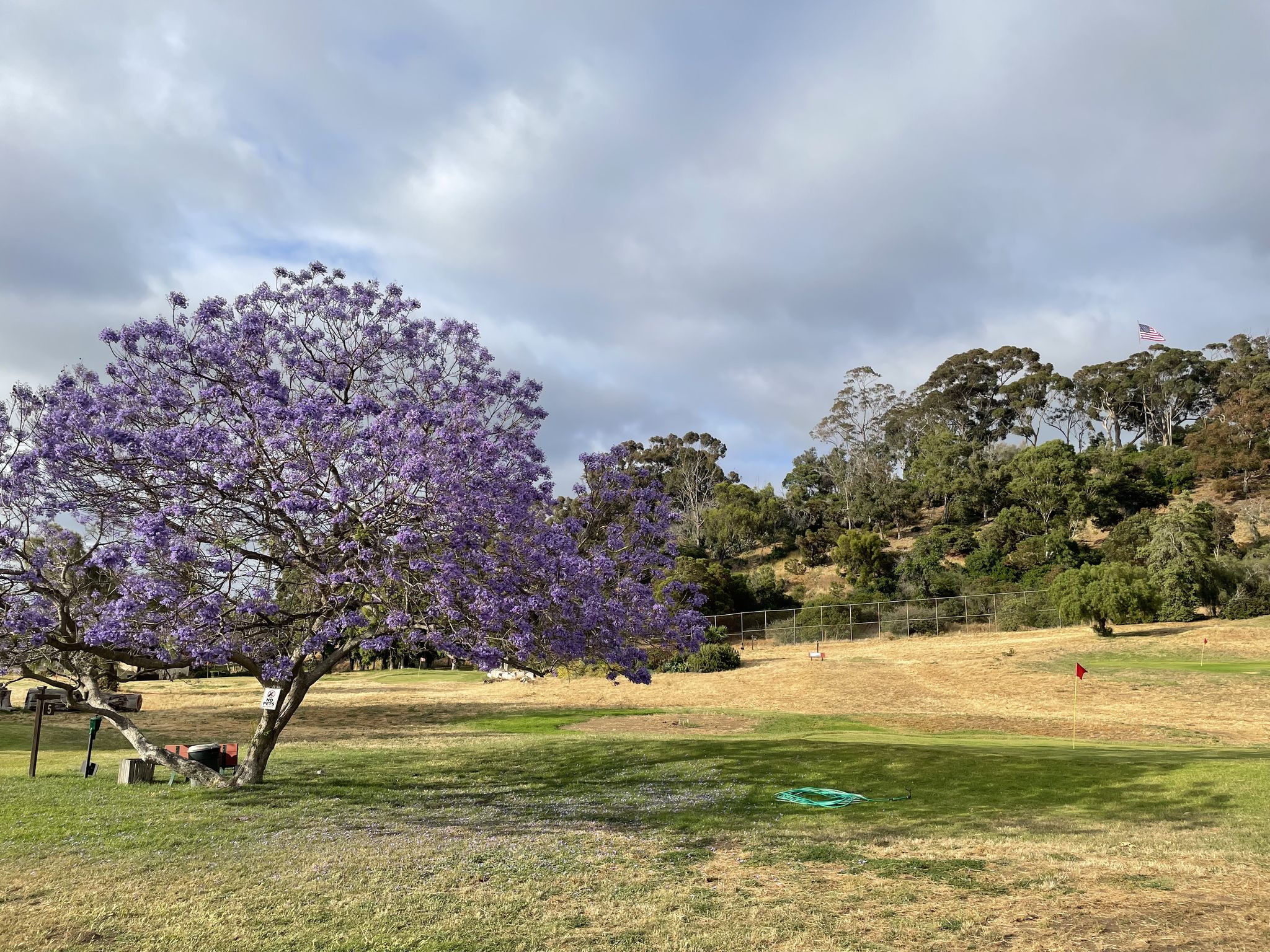 A jacaranda tree in full purple bloom over the green fairways of Presidio Hills, under a dramatic sky